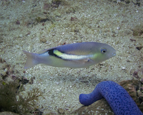 Choerodon zosterophorus observed 2025-05-20