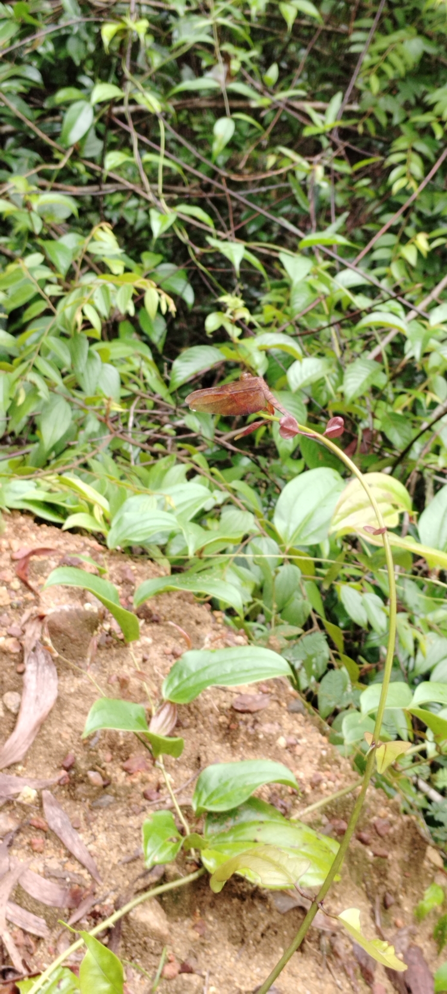Fulvous Forest Skimmer
