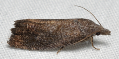 Eucosma sombreana