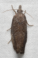 Eucosma sombreana
