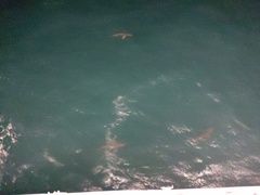 Carcharhinus melanopterus