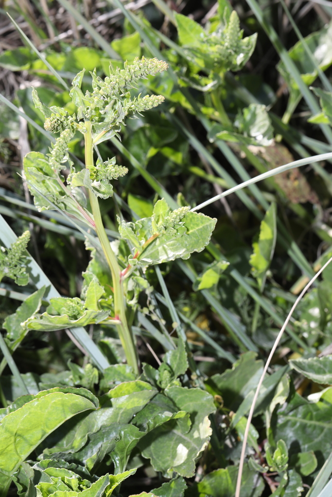 Beta vulgaris