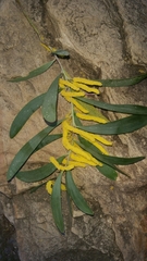 Acacia bulgaensis
