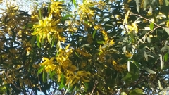 Acacia bulgaensis