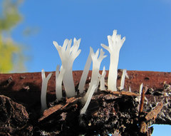 Lentaria epichnoa