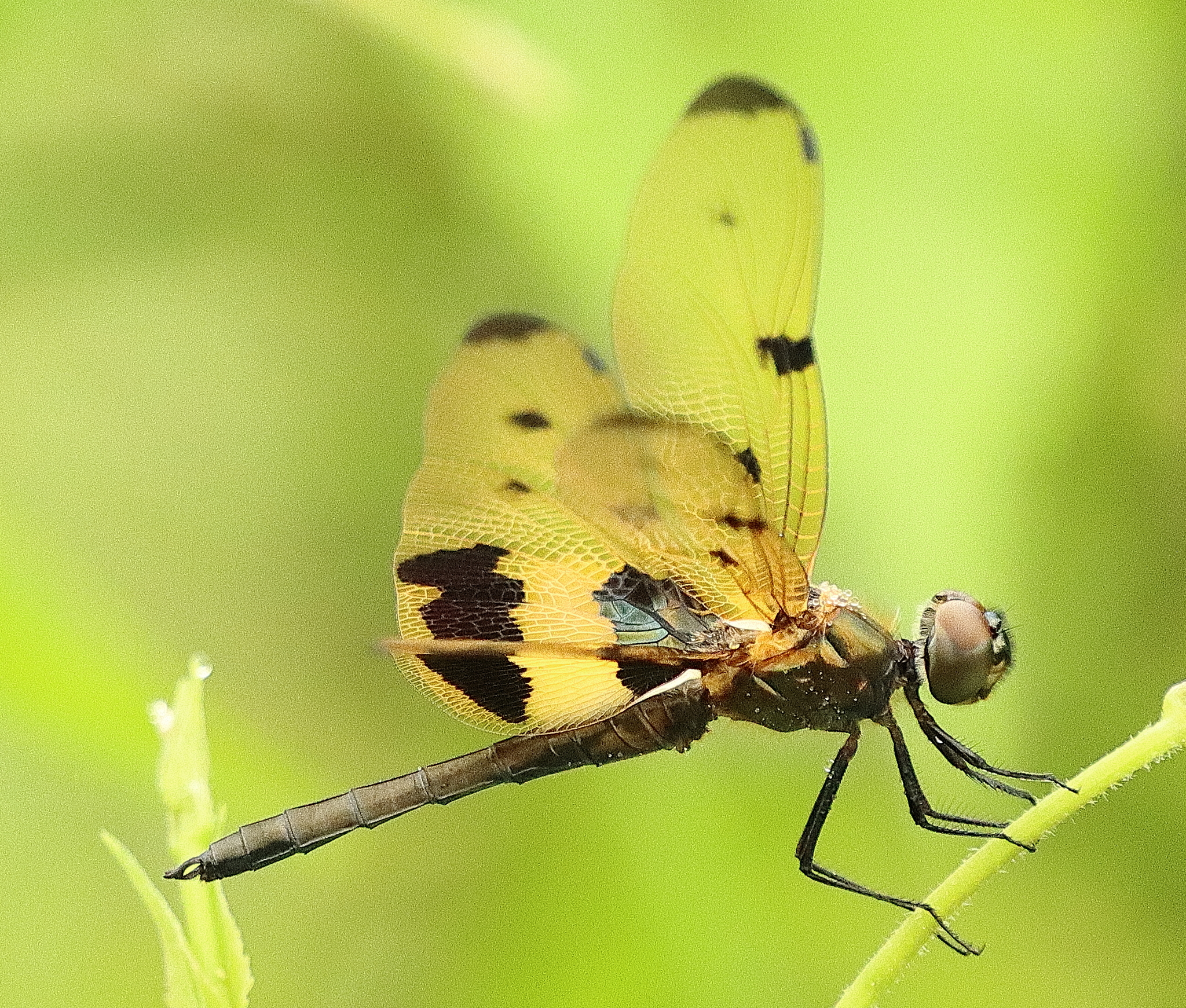 Common Picture Wing
