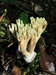 Ramaria apiculata