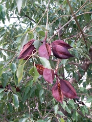 Magnoliopsida
