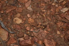 Trimerotropis occidentalis