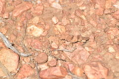 Trimerotropis occidentalis