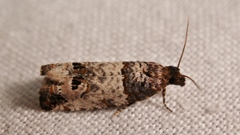 Notocelia incarnatana