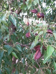 Magnoliopsida