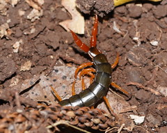 Cormocephalus westwoodi