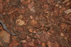 Trimerotropis occidentalis