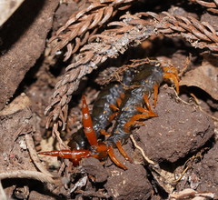 Cormocephalus westwoodi