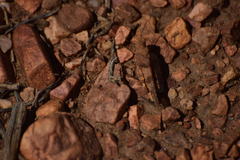 Trimerotropis occidentalis