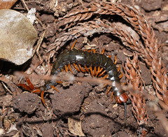 Cormocephalus westwoodi