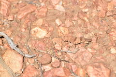 Trimerotropis occidentalis