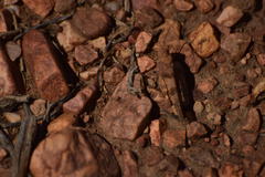 Trimerotropis occidentalis