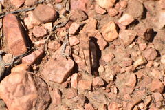 Trimerotropis occidentalis