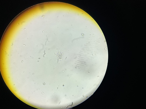 Amoeba proteus