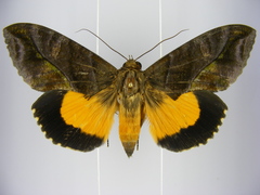 Eudocima divitiosa