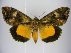 Eudocima divitiosa