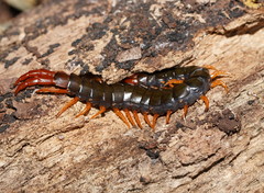 Cormocephalus westwoodi