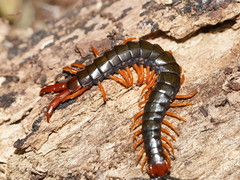 Cormocephalus westwoodi