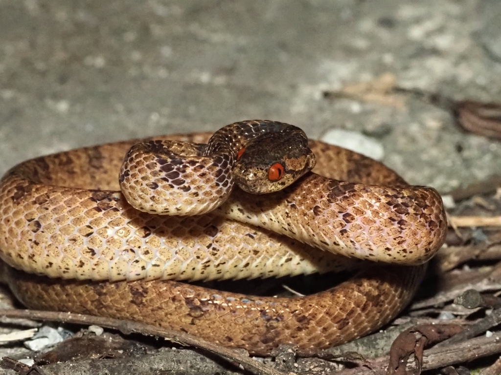 Formosa Slug Snake