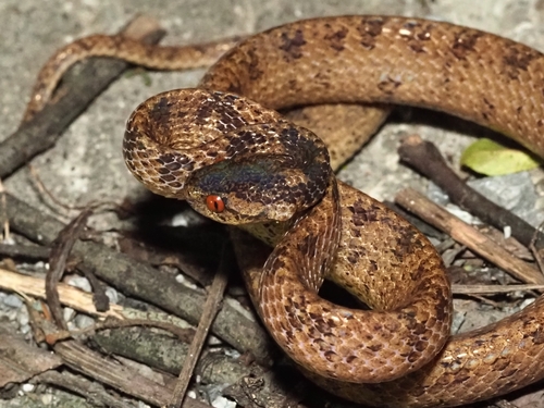 Formosa Slug Snake