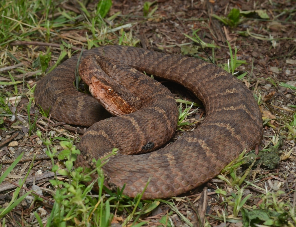 Ussuri Mamushi