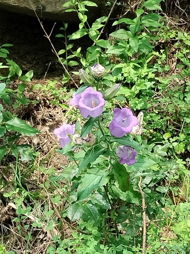 Canterbury-bells (Campanula medium)