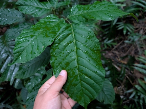 Sandoricum koetjape observed 2025-05-31