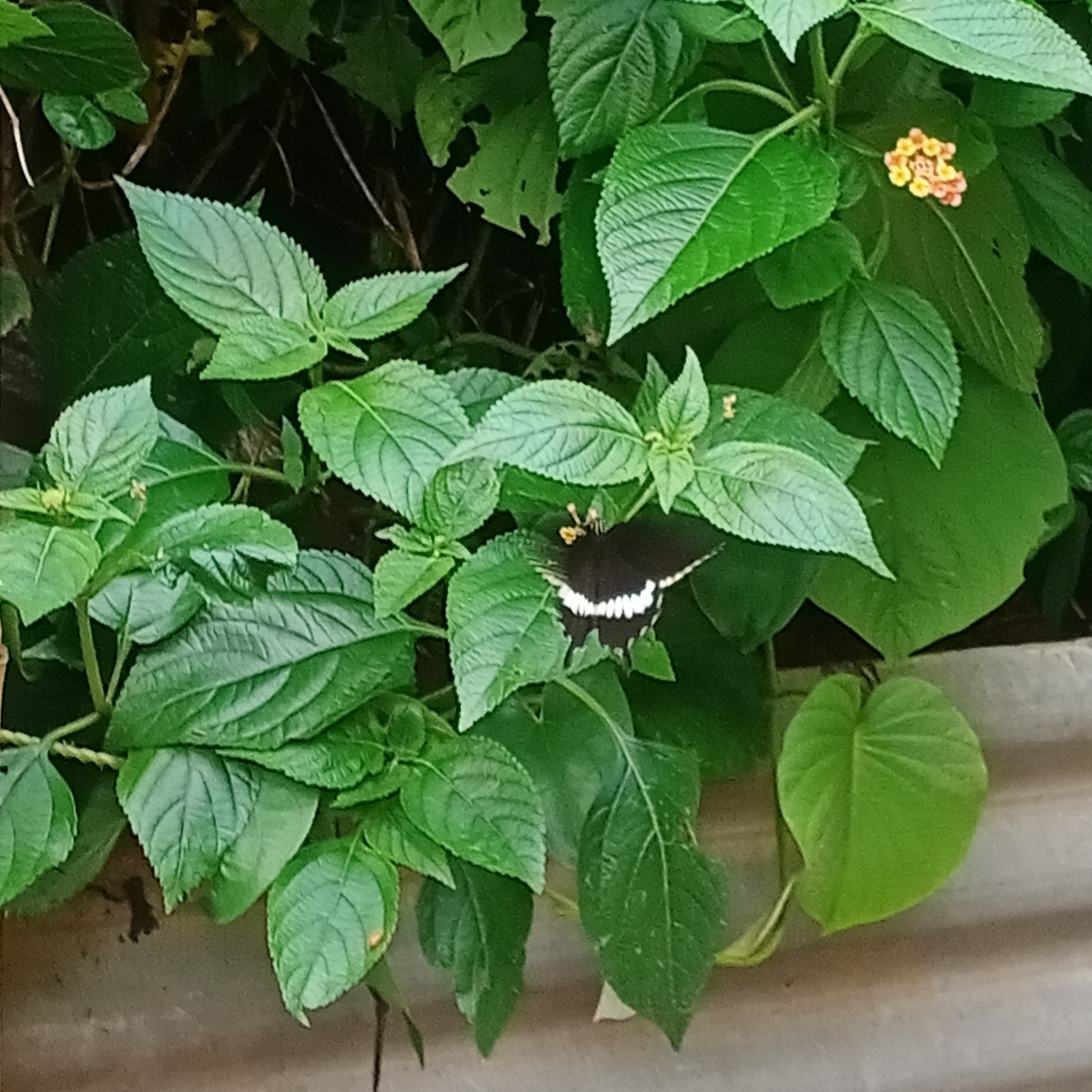 Common Mormon