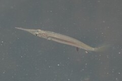 Pygmy Halfbeak photo 1