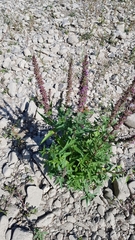 Lythrum salicaria