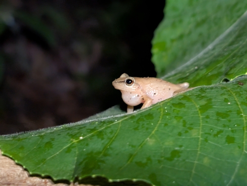 Common Coqui
