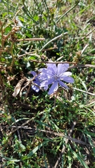 Cichorium intybus