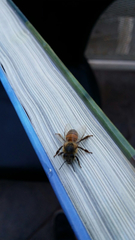 Apis mellifera