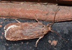 Depressaria daucella