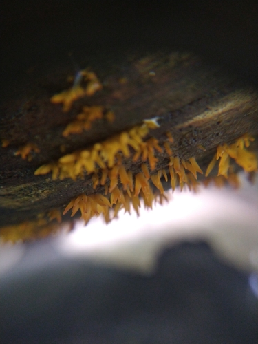 Calocera cornea