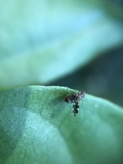 Diptera