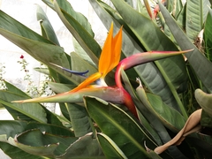 Strelitzia reginae