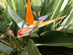 Strelitzia reginae
