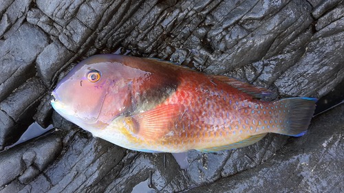 Azurio tuskfish (Choerodon azurio) — Labridae — 2