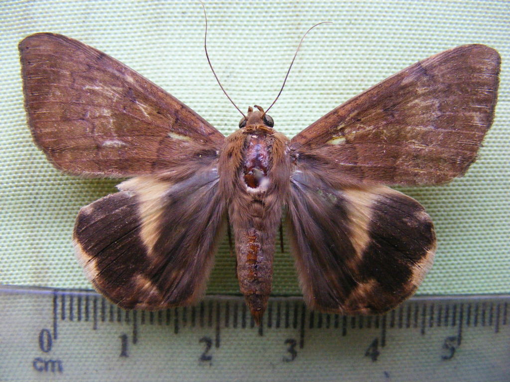 Achaea catocaloides