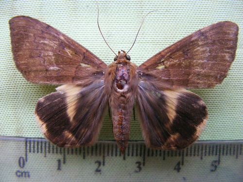 Achaea catocaloides