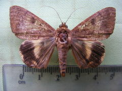 Achaea catocaloides