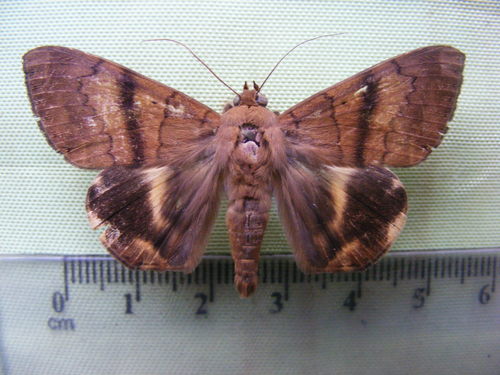 Achaea catocaloides